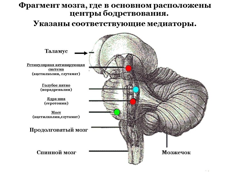 Фрагмент мозга, где в основном расположены центры бодрствования.  Указаны соответствующие медиаторы.